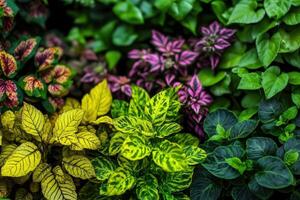 un vibrante surtido de varios plantas de interior y follaje. foto