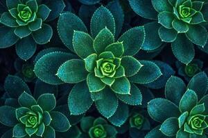 Aerial view of lush green succulent plants. photo