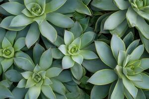 Aerial view of lush green succulent plants. photo