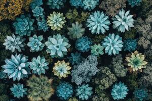 Aerial view of vibrant succulents and greenery. photo