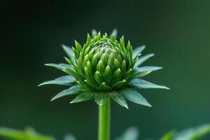Close-up of a green flower bud with pointed leaves. photo