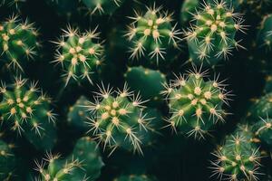 Aerial view of vibrant, spiky green cacti. photo