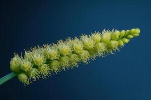 Close-up of a green flowering plant spike. photo