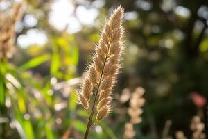 Close-up of a golden grass spike in natural sunlight. photo