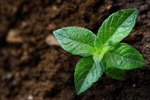 Close-up of a green plant sprouting from soil. photo