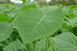 Close-up of a large heart-shaped green leaf. photo