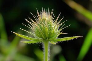 Close-up of a spiky green plant bud. photo