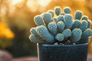 Close-up of a potted cactus in warm sunlight. photo