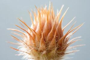 Close-up of a spiky plant structure. photo