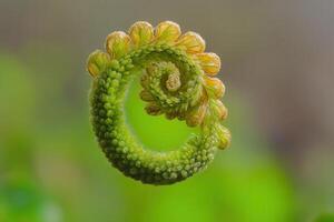 Close-up of a spiraled fern frond in nature. photo