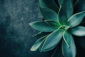 Close-up of a succulent plant against a dark background. photo
