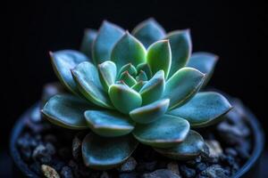 Close-up of a succulent plant in a pot. photo