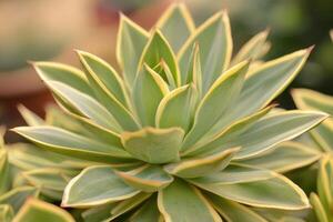 Close-up of a succulent plant with green and yellow leaves. photo