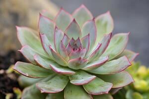 Close-up of a succulent plant with pink-tipped leaves. photo
