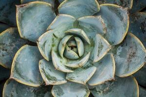 Close-up of a succulent plant with layered leaves. photo