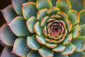 Close-up of a succulent plant with vibrant colors. photo