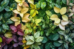 A vibrant display of various foliage and plant leaves. photo