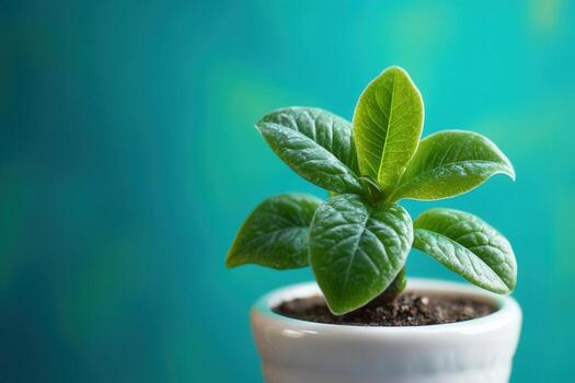 A vibrant green plant in a white pot against a colorful background. photo