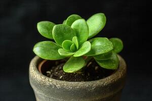 A vibrant green succulent in a rustic pot. photo