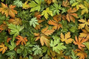 A vibrant mix of green and orange leaves on the ground. photo