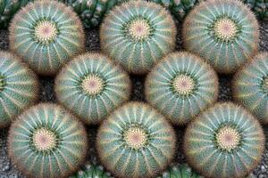 Aerial view of round cacti arranged in a pattern. photo