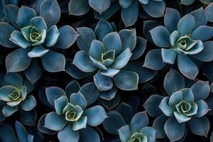 Aerial view of various succulent plants in dark tones. photo