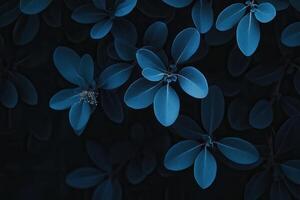 Blue-toned leaves on a dark background. photo