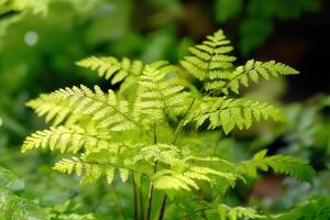 Bright green fern leaves in a lush environment. photo