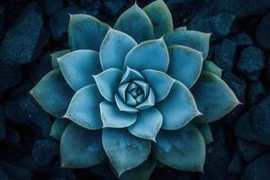 Close-up of a succulent plant against dark stones. photo