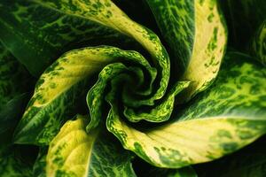 Close-up of a spiraling green and yellow plant leaf. photo