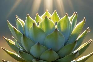 Close-up of a succulent plant with radiant lighting. photo