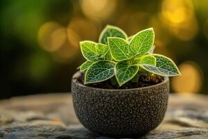 A vibrant potted plant with intricate leaf patterns. photo
