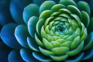 Close-up of a succulent plant showcasing intricate details. photo