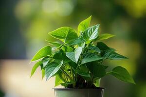 A vibrant green plant in a pot, symbolizing growth. photo