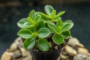 A vibrant succulent plant in a black pot on pebbles. photo