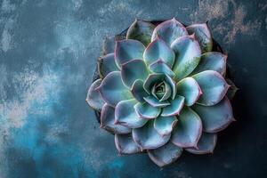 A vibrant succulent plant displayed on a textured surface. photo