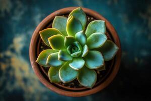A vibrant succulent plant in a terracotta pot. photo