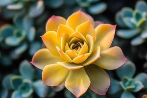 A vibrant yellow succulent flower among green foliage. photo