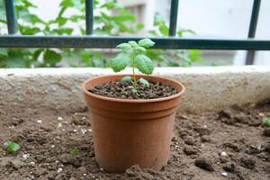 A young plant growing in a pot on soil. photo