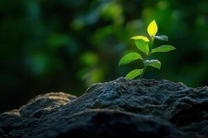 A young plant growing on a rock in soft lighting. photo