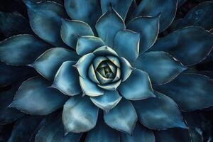 Aerial view of a blue agave plant's intricate leaves. photo