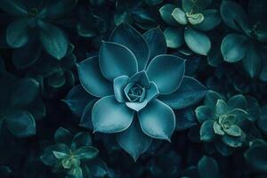 Aerial view of a succulent plant arrangement. photo