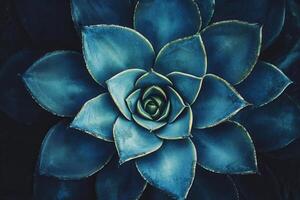 Aerial view of a succulent plant with blue tones. photo