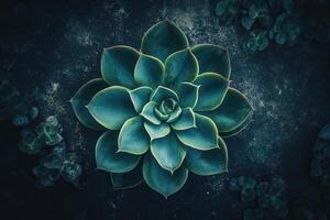 Aerial view of a succulent plant with vibrant leaves. photo