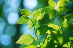 Bright green leaves illuminated by soft sunlight. photo
