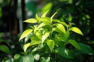 Bright green leaves thriving in natural light. photo