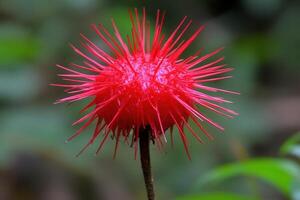 Bright red spiky flower in a natural setting. photo