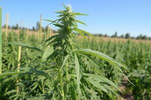 Cannabis plant growing in a field under blue sky. photo