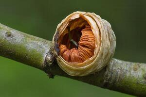 Close-up of a curled seed pod on a branch. photo