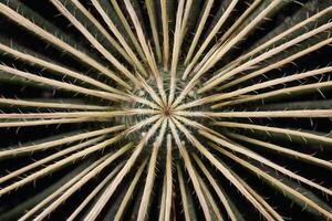 Close-up of a cactus with radiating spines. photo